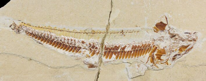 Bargain, Cretaceous Viper Fish (Prionolepis) - Lebanon #147180